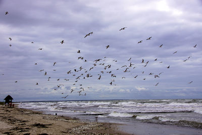 Flock of birds flying over beach