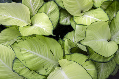 Full frame shot of green leaves