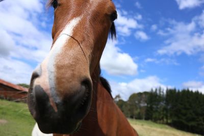 Close-up of horse against sky