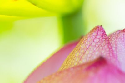 Macro shot of flower