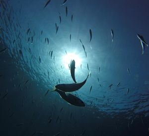 Low angle view of fish swimming in sea