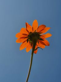 Low angle view of orange flower against blue sky