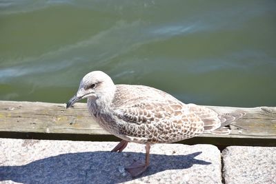 Close-up of seagull perching on a lake