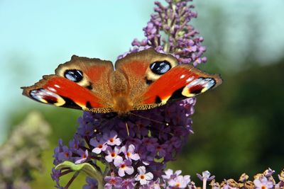 Close-up of butterfly pollinating on purple flower