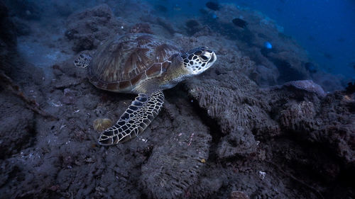 Green sea turtle resting at the bottom