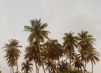 Low angle view of palm trees against clear sky