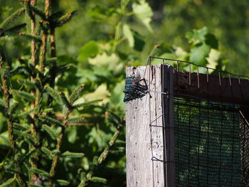 Close-up of perching on wooden post