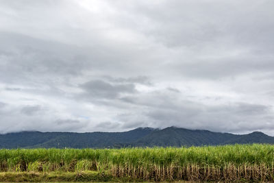 Scenic view of field against sky