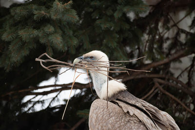 Close-up of bird perching on branch