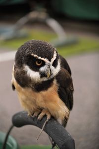 Close-up of bird perching