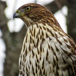 Close-up of owl perching outdoors