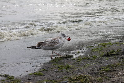 A spotted vega gull walks on the beach, in front of the waves with a cherry in its mouth.