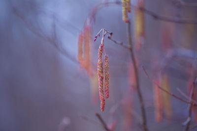A beautiful birch tree flowers in early spring.