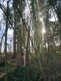 Trees growing on field in forest against sky