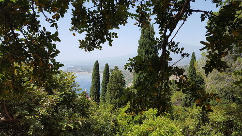 Scenic view of lake against trees in forest