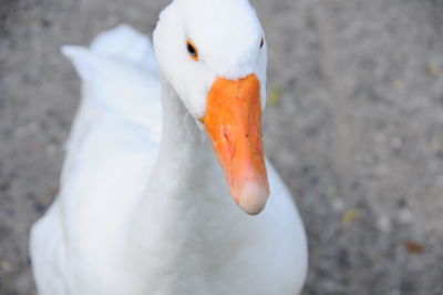 Close-up of swan