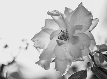 Close-up of fresh white rose flower against sky