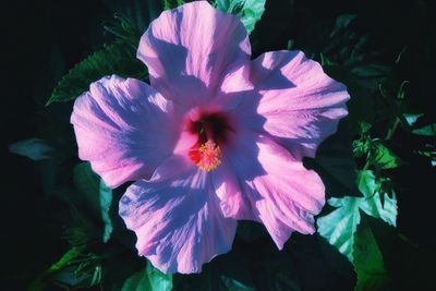 Close-up of hibiscus blooming outdoors