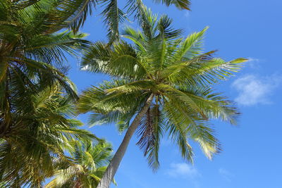 Low angle view of palm tree against blue sky