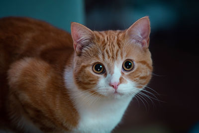 Close-up portrait of cat