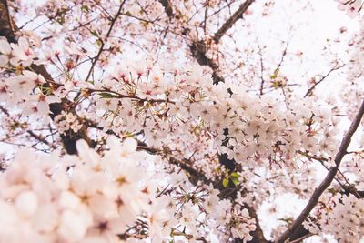 Low angle view of cherry blossoms in spring