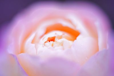 Close-up of flower