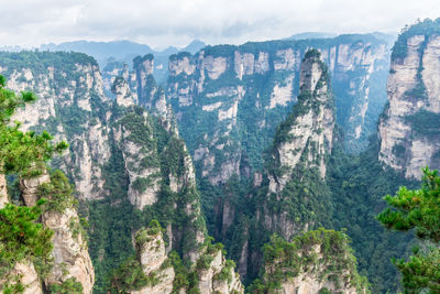 Panoramic view of trees on mountain