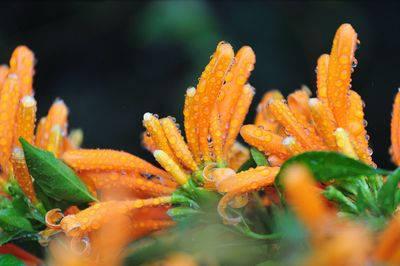 Close-up of orange flower