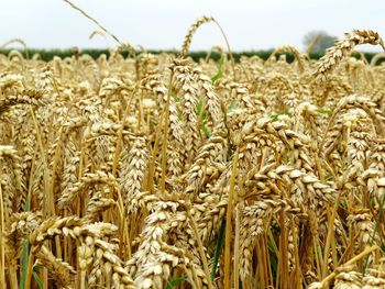 Close-up of stalks in field