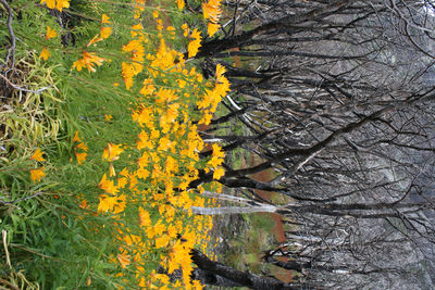 Yellow flowers on tree trunk