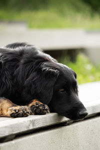 Close-up of dog looking away