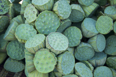 Full frame image of lotus plant pod
