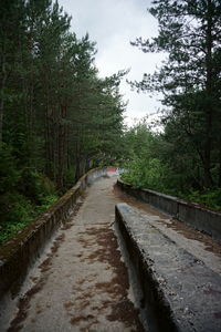 Narrow road along trees and plants in forest