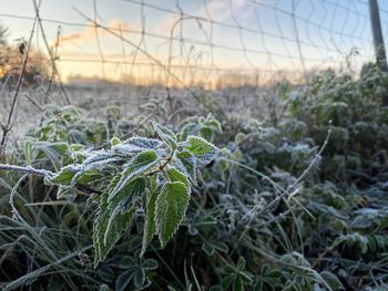 Close-up of frozen plant on field against sky