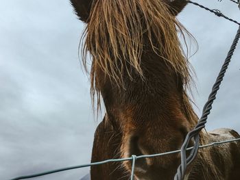 Low angle view of horse against sky