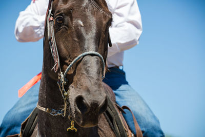 Close-up of horse