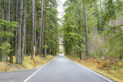 Paved road through an evergreen forest