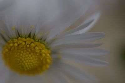 Close-up of white flower