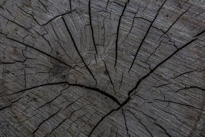 Full frame shot of tree stump