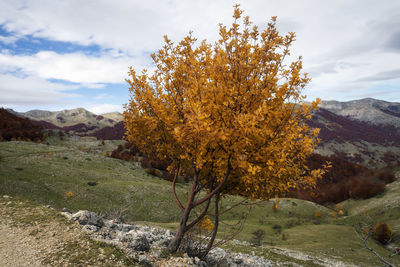 Trees on landscape against sky during autumn