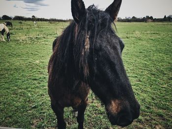 Horse grazing on field