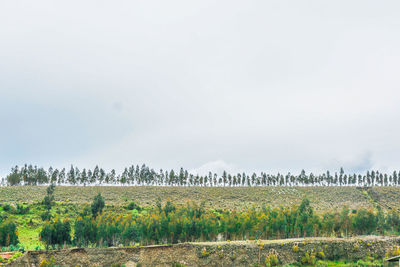 Scenic view of vineyard against sky