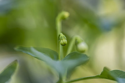 Close-up of flower bud