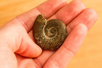 Cropped image of hand holding fossil ammonite