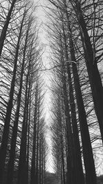 Low angle view of bare trees against sky