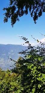 High angle view of plants against sky