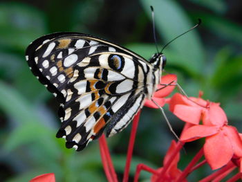 Close-up of butterfly pollinating on flower