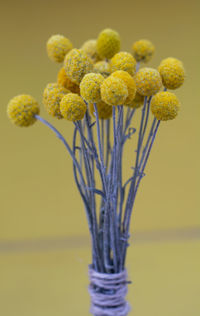 Close-up of flowering plant against yellow background