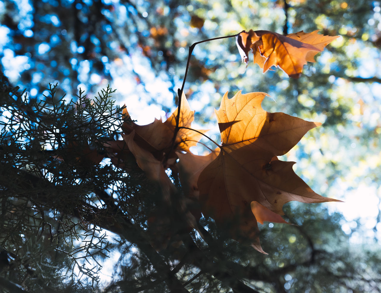 LOW ANGLE VIEW OF MAPLE LEAF ON TREE