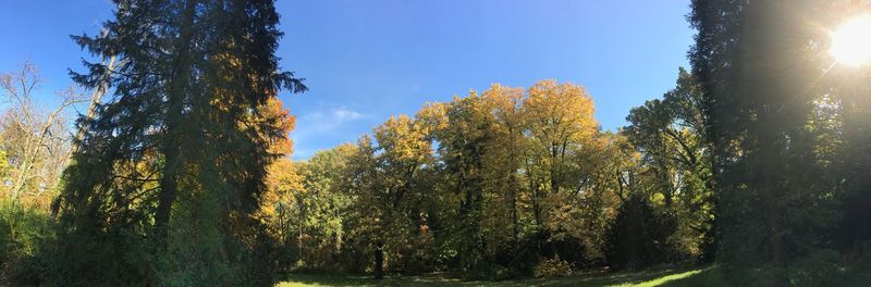 Trees in forest against clear sky